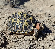 Namaqua Tent Tortoise